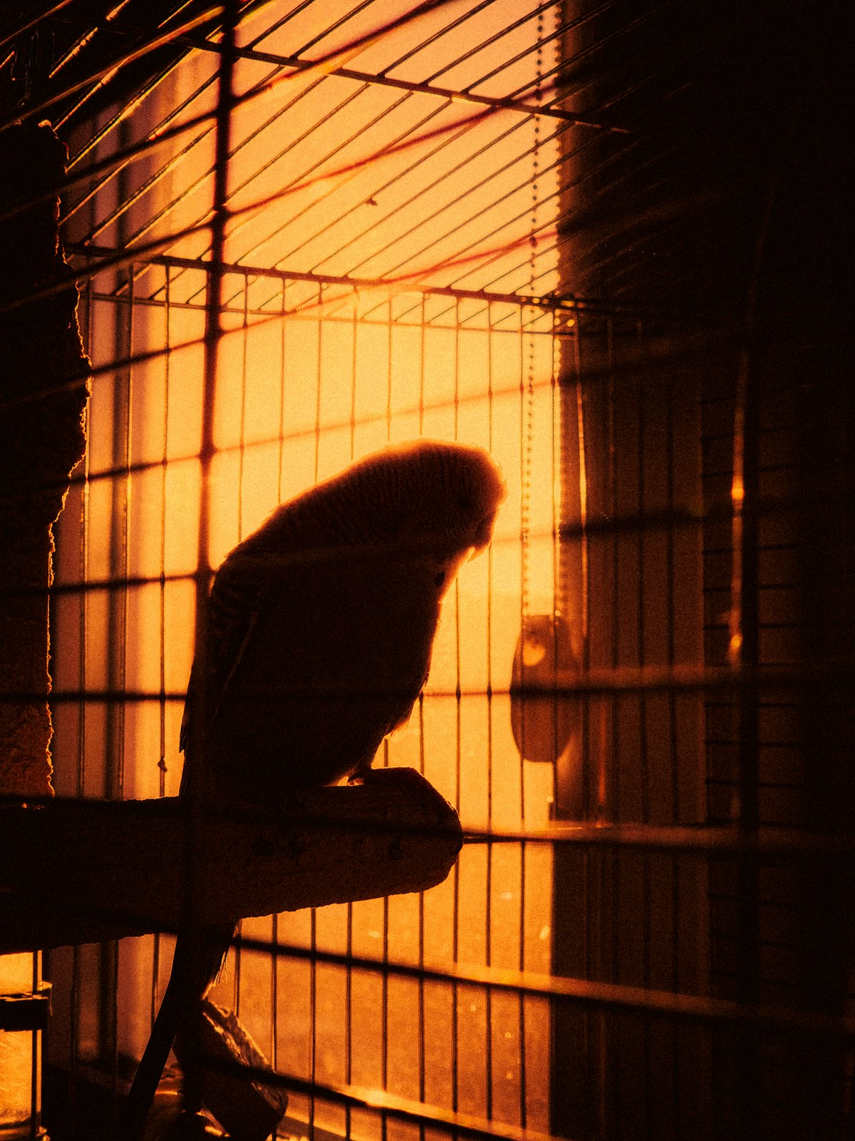 鳥かごの中の小鳥と夕陽